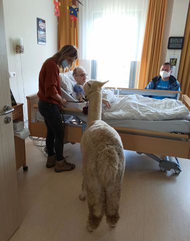 LV Thüringen: Alpakas im AWO-Pflegeheims in Rudolstadt